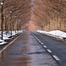 マキノメタセコイア並木道雪景　14
