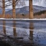 マキノメタセコイア並木道雪景　15