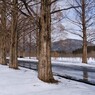 マキノメタセコイア並木道雪景　16
