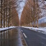 マキノメタセコイア並木道雪景　17