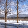 マキノメタセコイア並木道雪景　18
