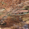 紅葉の神代植物公園の池４