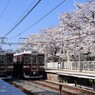 さくらと伝統車の並び