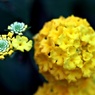 花かんざし
