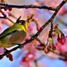 カワジロー⁈(別バージョン)