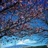 富士山　3　　早咲きの桜