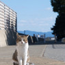 コニャニャチハ