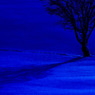 In the Moonlight...　《D300ｓ版》