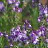 可憐な紫の花