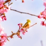 サクラにはメジロが良く似合う