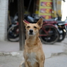 デリー犬さんぽ　正面を見据えるわんこ