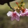 春燐　河津桜