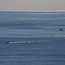 はるかなる光る海
