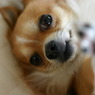 まろんです(･ω･)b03