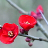 木瓜の花