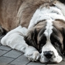 Boredom of the Saint Bernard