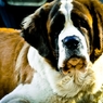 Dignity of the Saint Bernard