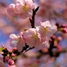早咲き桜：ヒガンザクラ