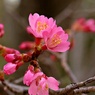 オカメ桜　咲き始める