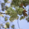 緑の桜