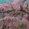 飛騨路の枝垂れ桜