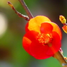 ボケの花ー１