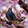 早咲きの桜とヒヨドリ①