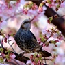 早咲きの桜とヒヨドリ②