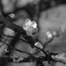 写真句：梅の香１：B&W
