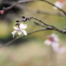 十月桜  2
