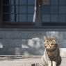 神社でうにゃにゃ