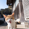 にゃんだニャ～