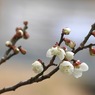写真句：梅の香４：開花