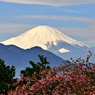 2020年「まつだ桜まつり」：富士山と桜