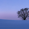 冬桜夕暮れ