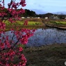 花が咲いた