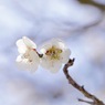 写真エッセイ：お内裏さま：梅の香８