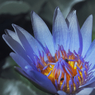 新月の夜に咲く花