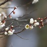 写真エッセイ：梅の香９：梅が枝３：姫君たち