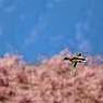 桜フライト