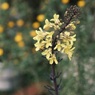 葉牡丹 銀龍の花