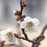 写真エッセイ：梅の香12：梅が枝６：あらよっと！