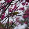 野鳥撮りっ①　サクジロウ