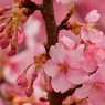 河津桜