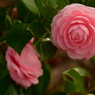 柔らかな花