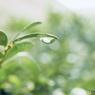 雨滴のうた