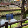 【お散歩スナップ】川越氷川神社裏の新河岸川2021年3月9日