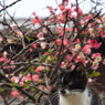 春のお花が咲いたニャ