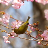 春2(河津桜とメジロ2)