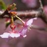 春寒　河津桜